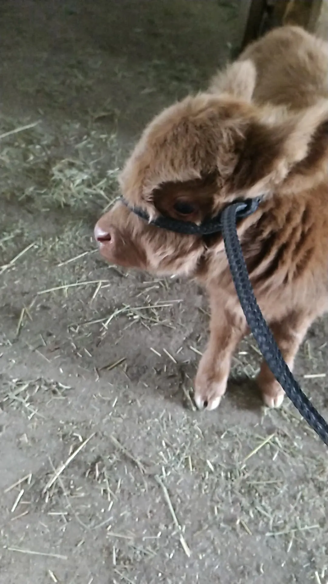 Highland calf wearing a rope halter