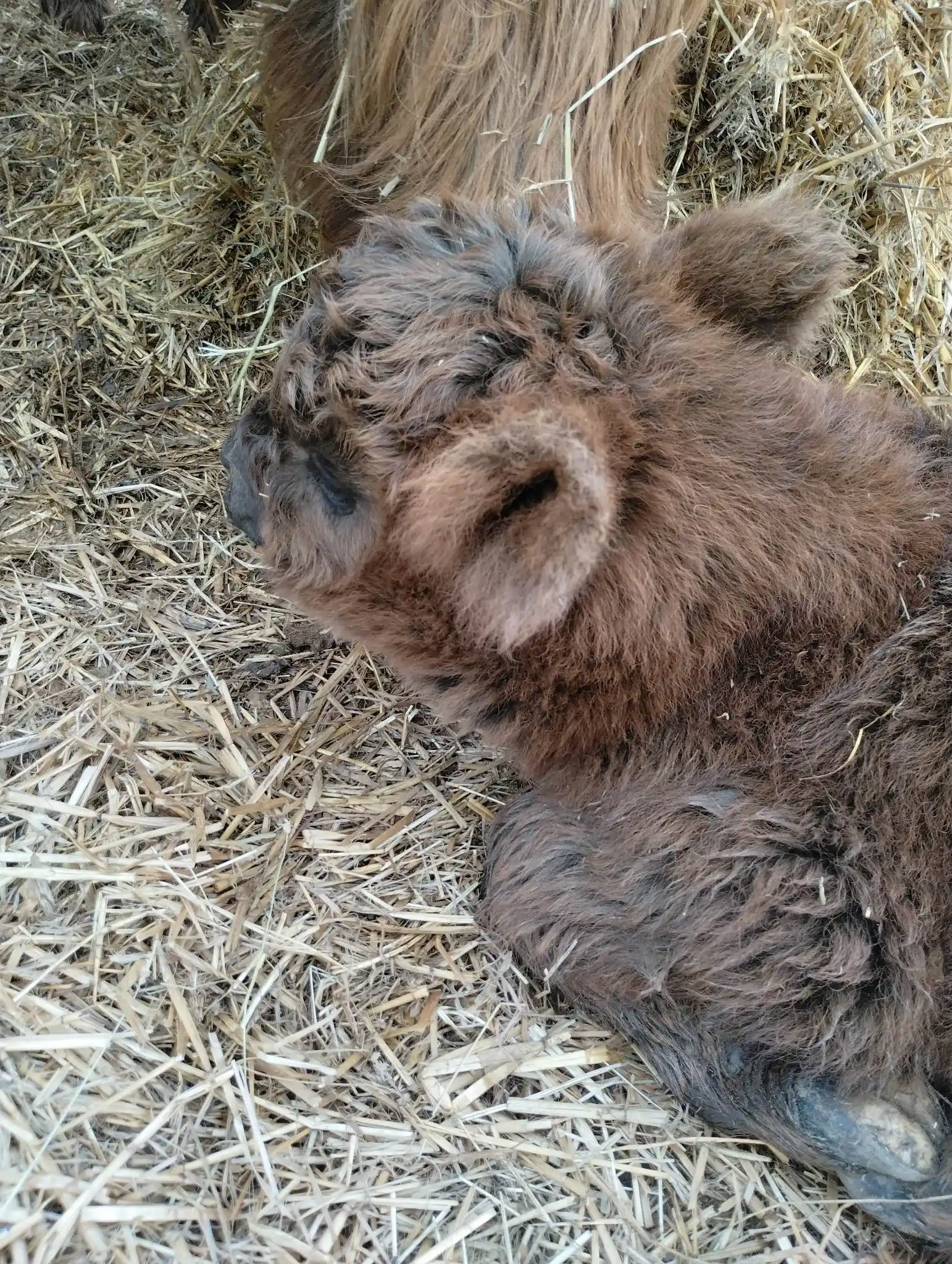 Highland calf just after being born