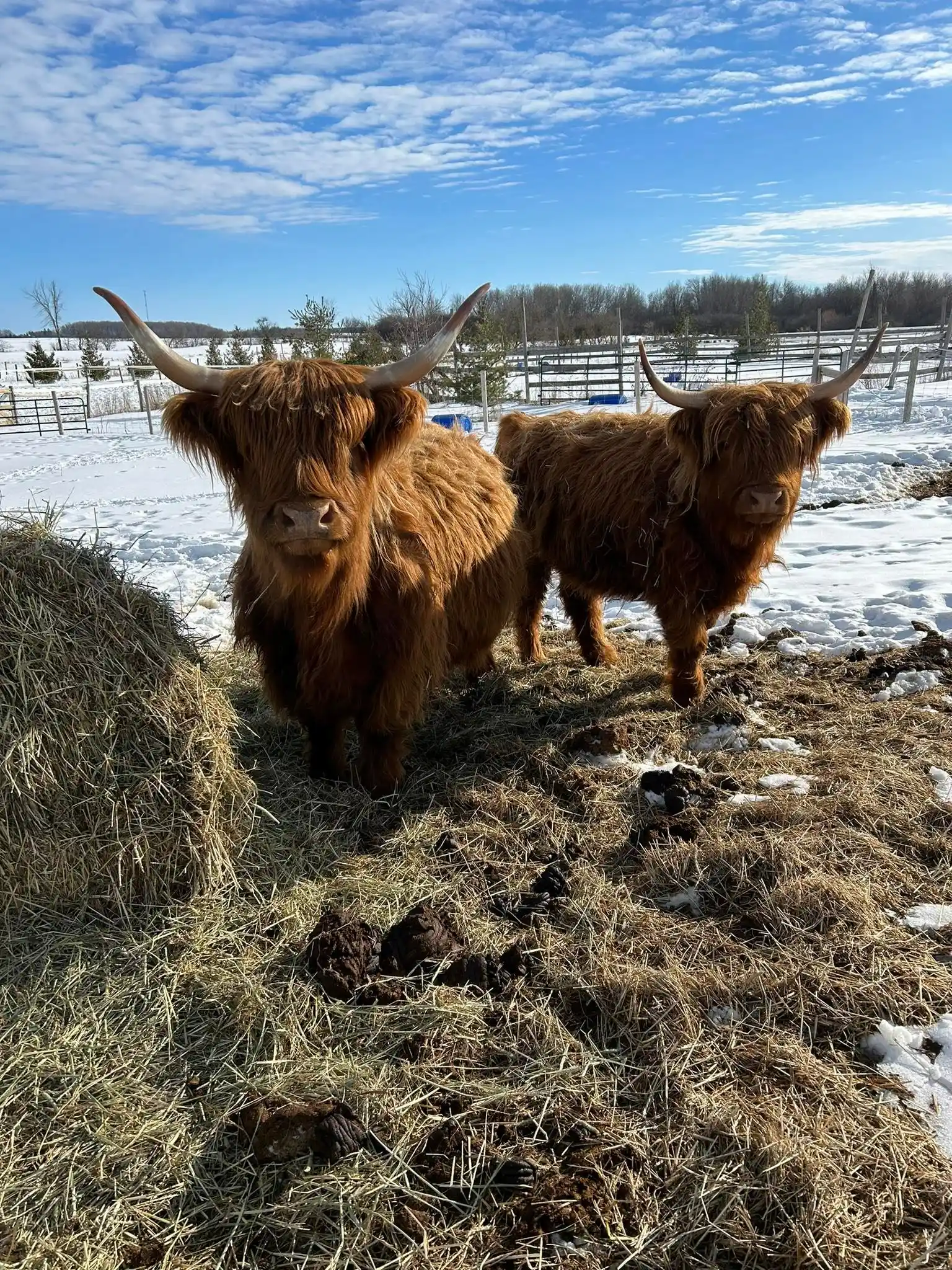 Our two Highland cows