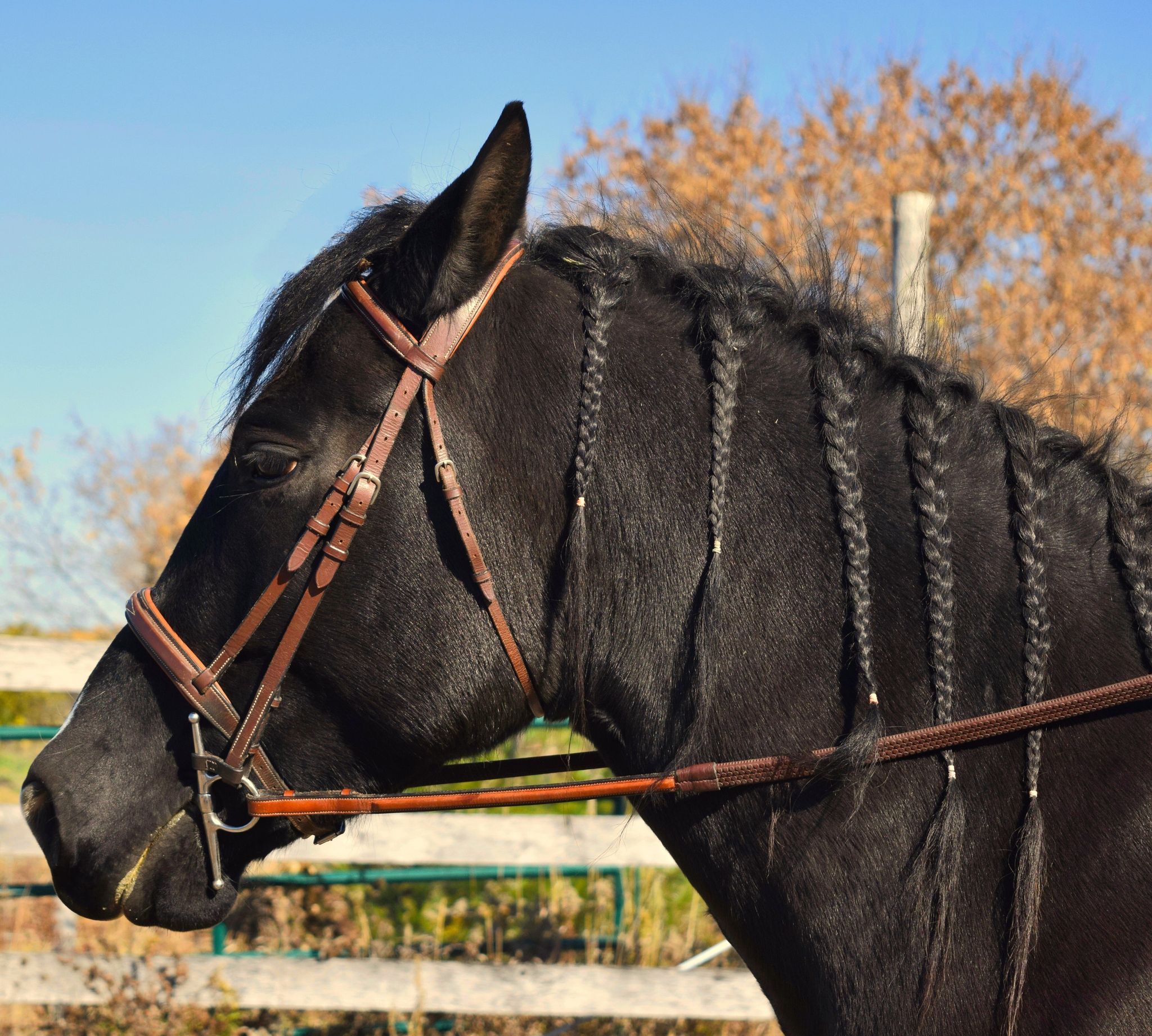 Black horse with mane braided