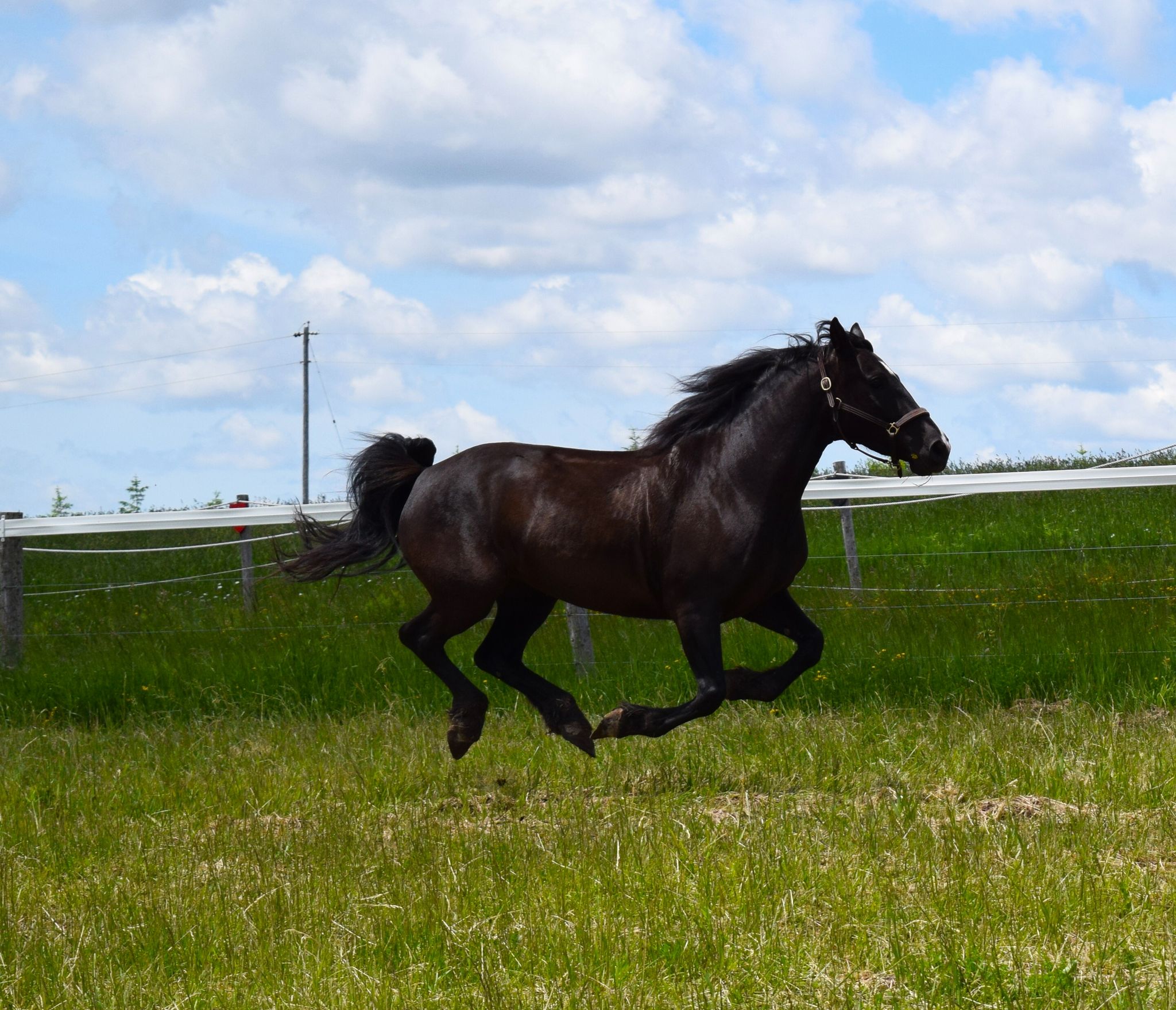 Black horse galloping with all four hooves of the ground