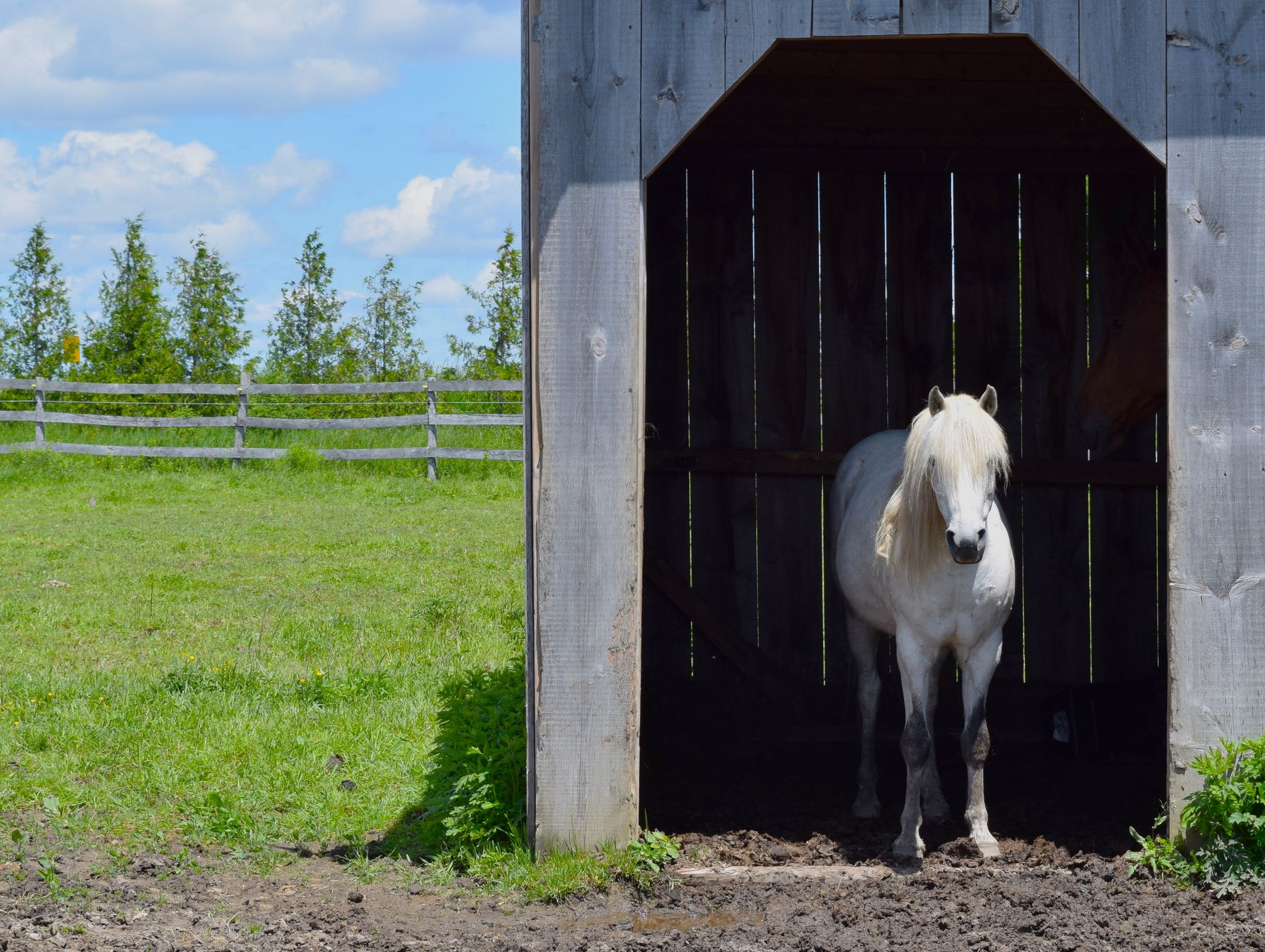 White Welsh pony in shelter doorway