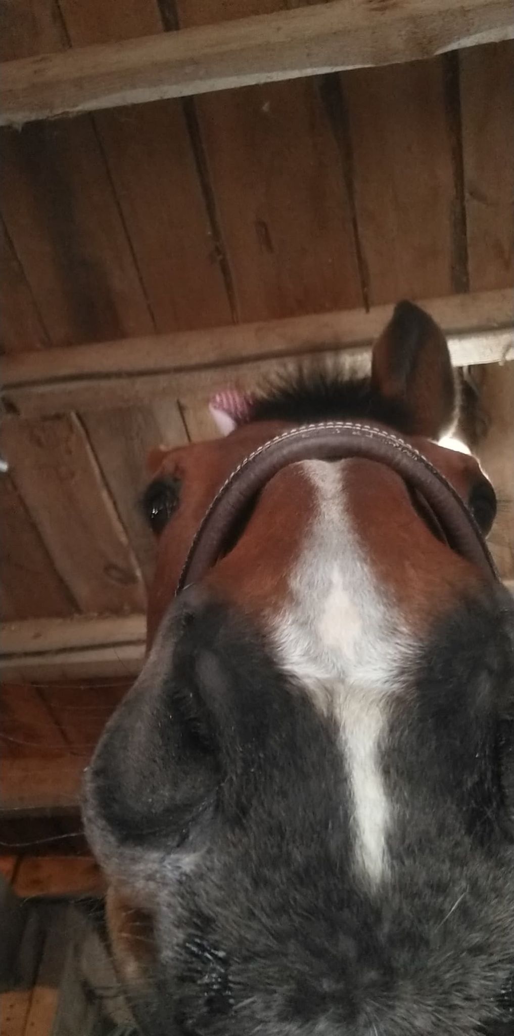 Closeup of horses nose as it is inspecting the camera