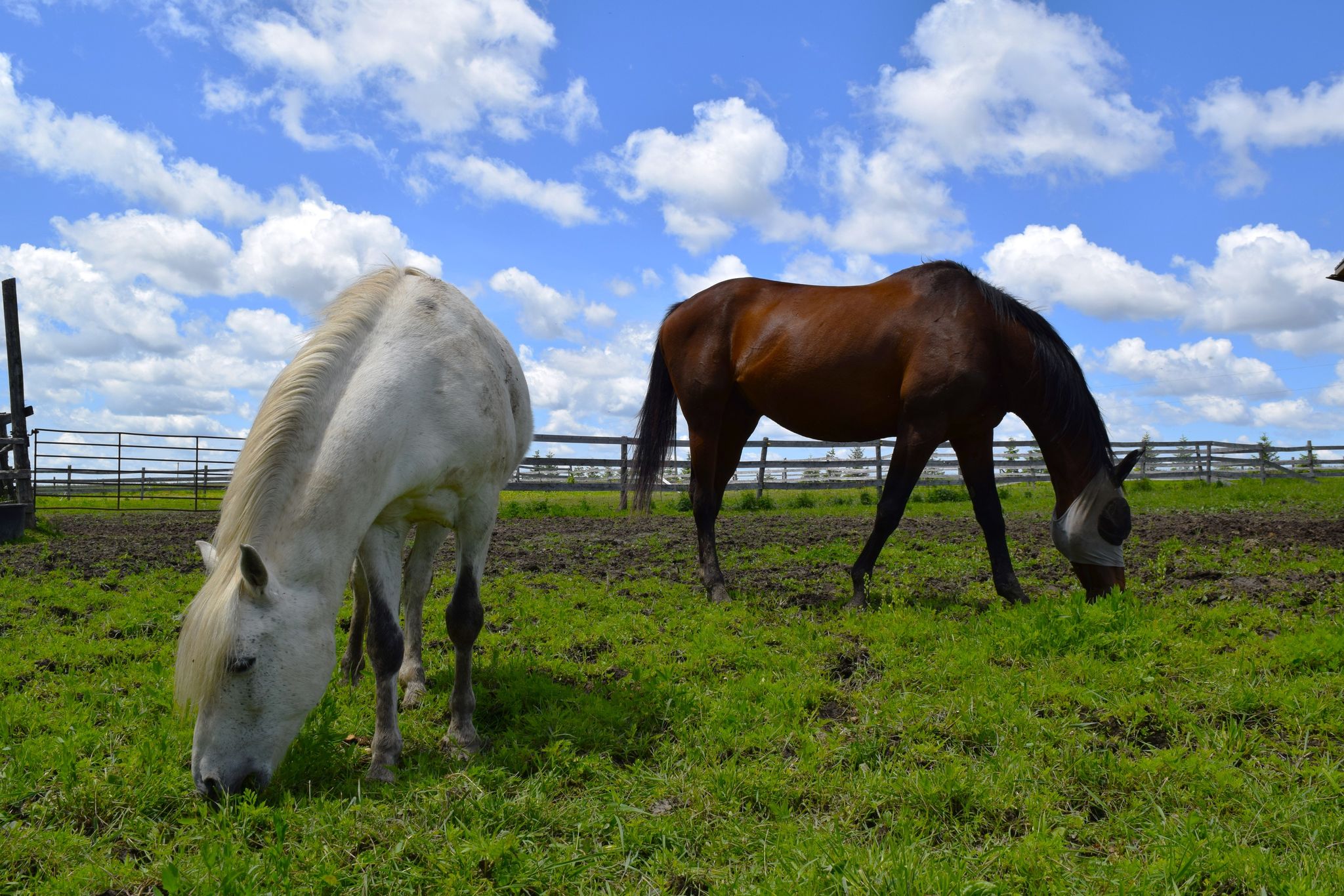 Pony and horse grazing in field
