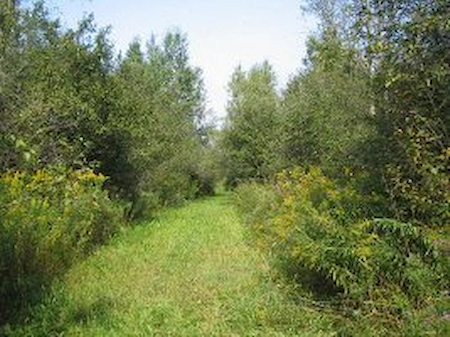 Curving trail in Summer with trees on both sides