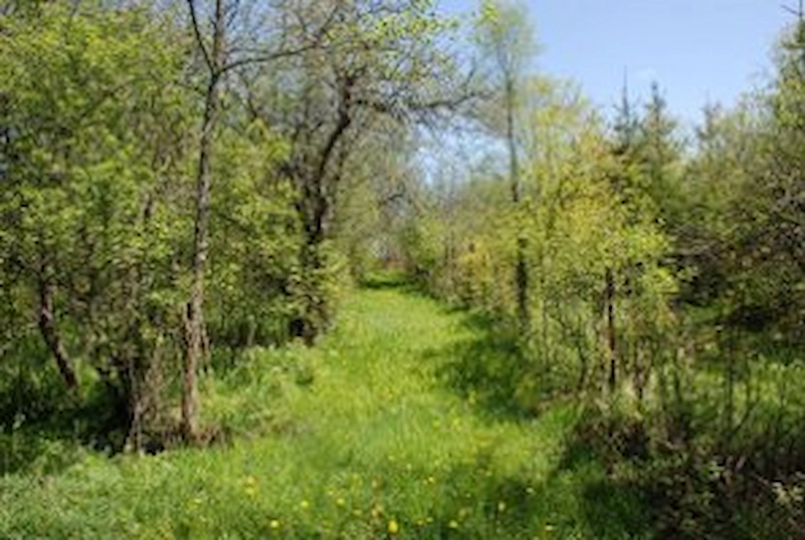 Straight trail in Summer with trees on both sides