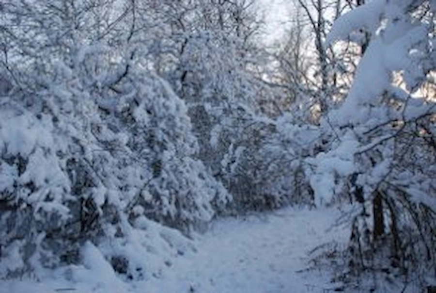 Curved trail in winter