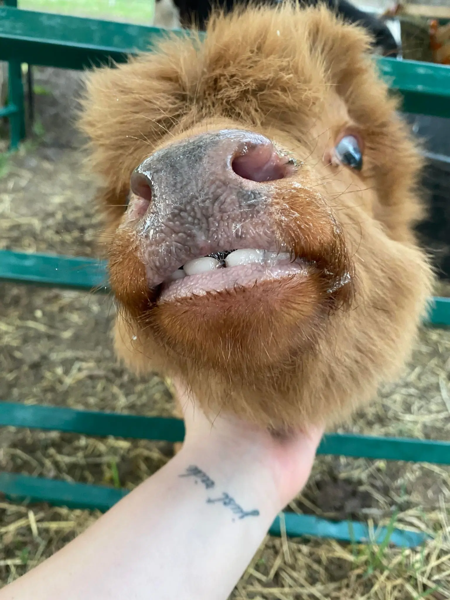 Highland calf getting chin scritches