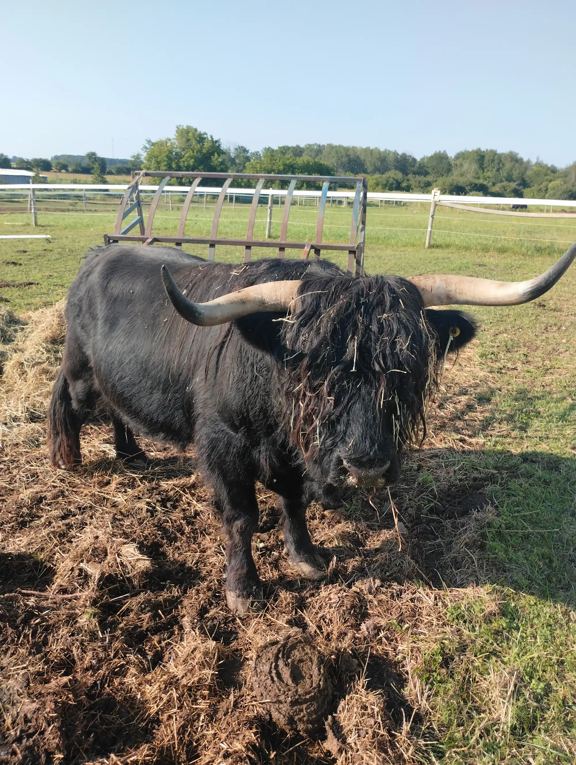 Black Highland bull