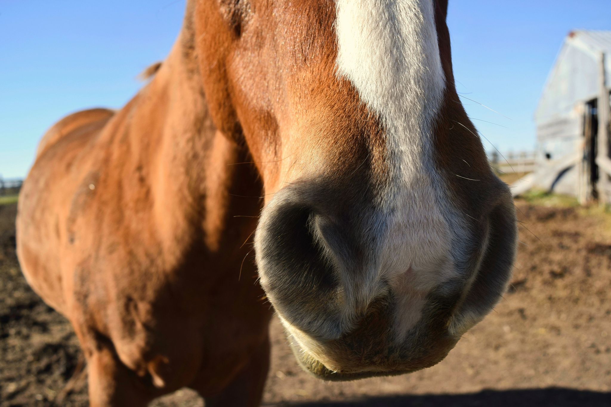 closeup of a horses nose