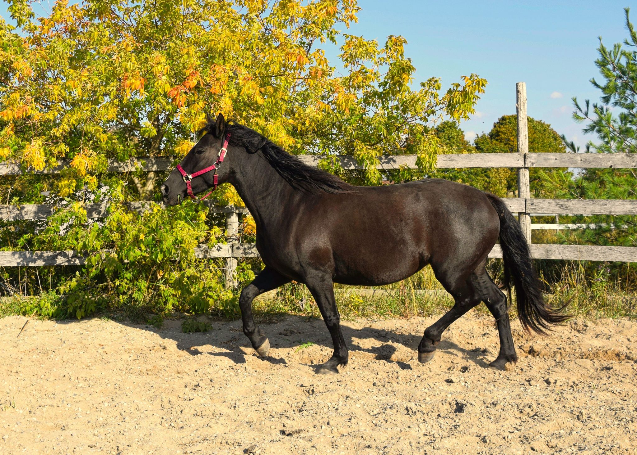 Black horse in round pen