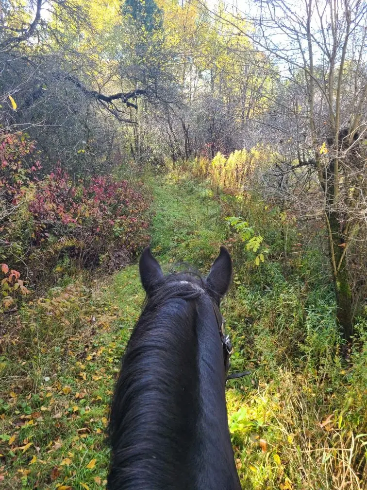 View of trails while riding a black horse in the fall